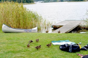 Une famille de canards investi le campement