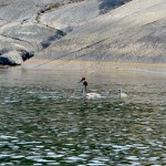 Grèbe huppé et un juvénile