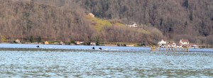 cormorans