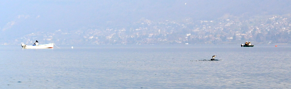 cormoran