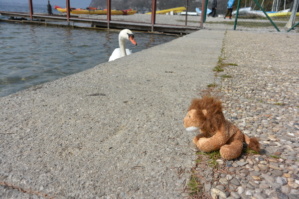 Cékalomi toise un cygne