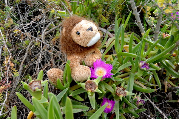 Cékalomi sur l'Île Ratonneau